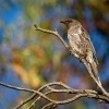 Lalocnatka mala - Anthochaera chrysoptera - Little Wattlebird o0726